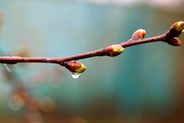 Large drops of rain on the branches in early spring. Kidneys wake up from warm weather