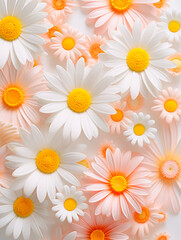 White daisies on white background. 
