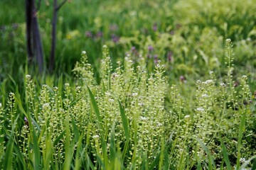 Obraz premium Green spring grass. Spring meadow under the sun