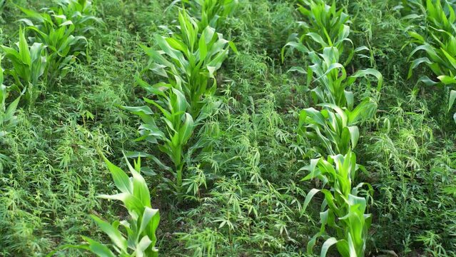 Marijuana plants have grown naturally in Maize patch, showcasing the lush green foliage and vibrant buds of this medicinal herb thriving in the untouched wilderness