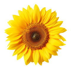 Fototapeta premium sunflower isolated on white background. With clipping path.