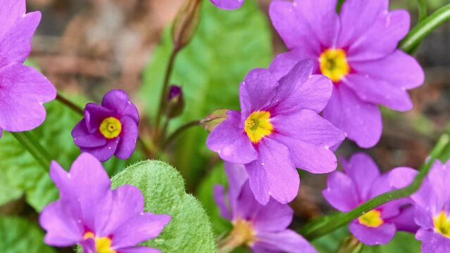 Primula vulgaris, common or English primrose, is flowering plant in family Primulaceae, native to western and southern Europe, northwest Africa, and parts of southwest Asia.