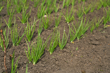 Beds with green onions. An agricultural plant growing in a row of beds.