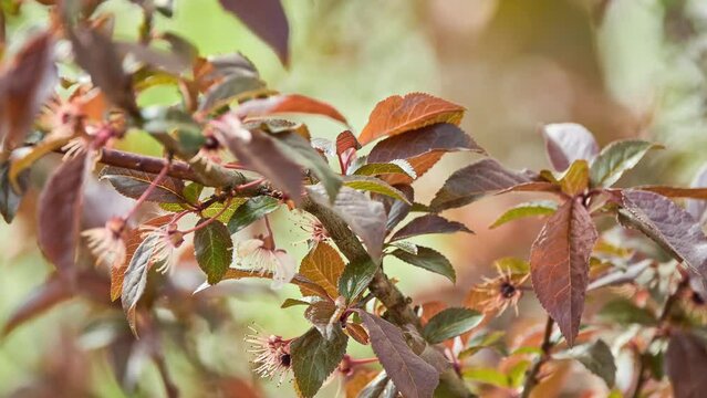 Prunus cerasifera is plum known by common names cherry plum and myrobalan plum. It is native to Europe and Asia, and is naturalised in British Isles and scattered locations in North America.