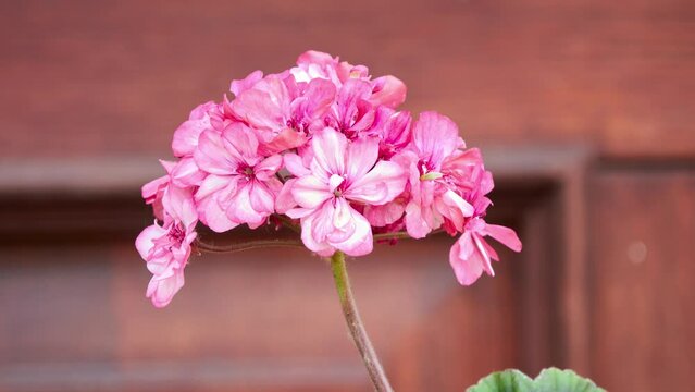 Pelargonium hortorum, commonly called zonal or garden geranium, is nothospecies of Pelargonium most commonly used as ornamental plant. It is hybrid between Pelargonium zonale and Pelargonium inquinans
