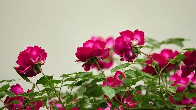 Rosa pendulina, Rosa alpina, Alpine rose or mountain rose, is wild rose found in mountains of central and southern Europe. It appears to have survived in glacial refugia in Alps and Carpathians.