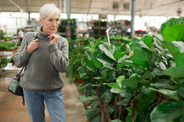 Interested elderly woman visiting large garden store looking for ornamental plants for home...