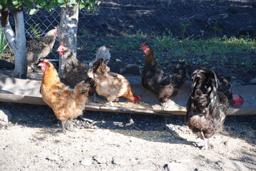 Adult birds on a farm. Chickens and roosters graze in the farm yard. Birds are red, black and gray. They have yellow beaks and paws, and red combs. The chickens walk around yard and peck everything.