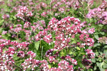 Pink and purple flowers. Summer day. Skara, Sweden.