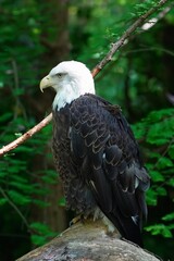 American bald eagle