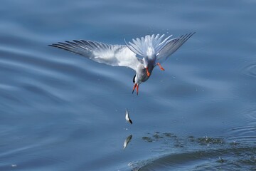 Common tern tries to catch the fish again.