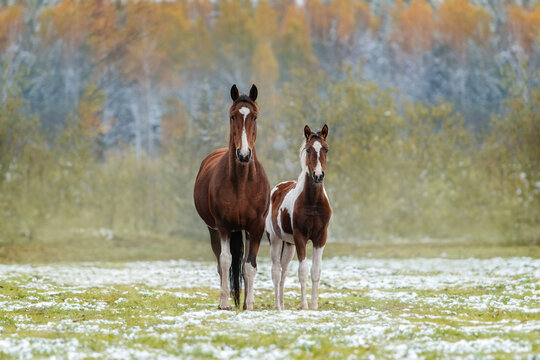 Pinto mare with a foal in the field in autumn