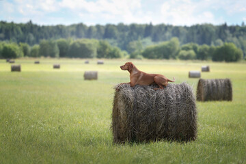 Beautiful Hungarian Vizsla dog lies on a haystack