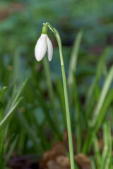 spring snowdrop flower