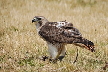 Red-tailed hawk.