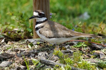 Killdeer on a nest with eggs.