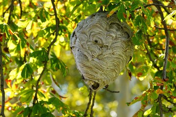 Bald-faced hornet's nest.