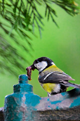 Great Tit on Rustic Patina Water Pipe with food for her chicks