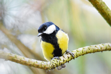 Close-up Great Tit on the branch in the garden wood in spring
