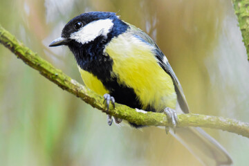 Close-up Great Tit on the branch in the garden wood in spring
