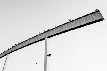 gabbiani posati sul ponte