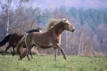 Schöne Pferde. Verschiedenste Pferde auf der herbstlichen Koppel