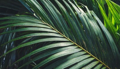 tropical palm leaf dark nature background