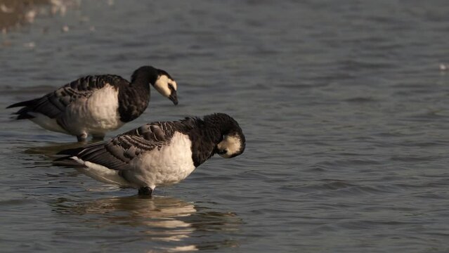 Two barnacle geese (Branta leucopsis) drinking water