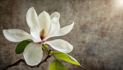 Naklejka na ściany i meble beautiful blooming white magnolia flower isolated on vintage background