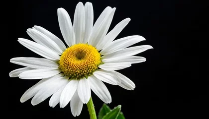 Poster daisy flower for a smile © Richard