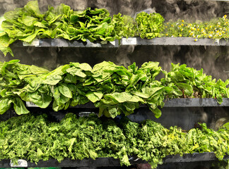 Fresh Leafy Greens Display at Supermarket