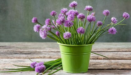 clump of chives allium schoenoprasum with purple flowers in a dirty green plastic pot isolated - obrazy, fototapety, plakaty