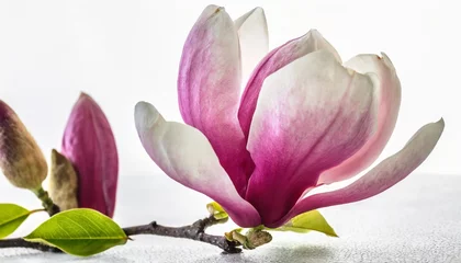 Gardinen beautiful magnolia flower on white background © Richard