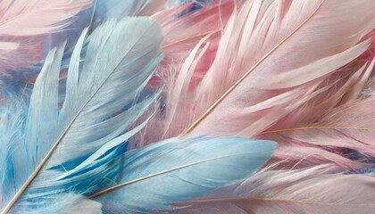 background of pastel pink and blue feathers tenderness and romance
