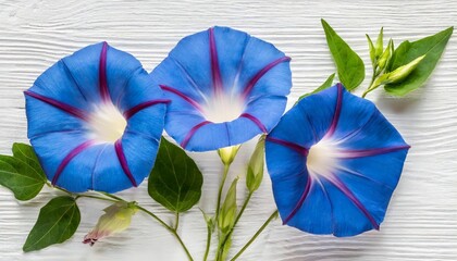 blue flowers ipomoea bindweed moonflower morning glories on a white background top view flat lay