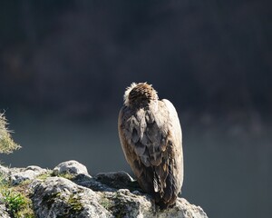 Buitre animales salvajes fotografía de mundo natural
