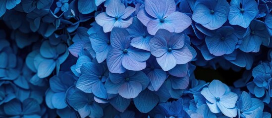 A blooming cluster of blue hydrangea flowers, symbolizing plenty. - obrazy, fototapety, plakaty