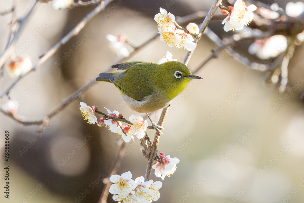 Wall mural 開花した梅の木の枝にとまるメジロ