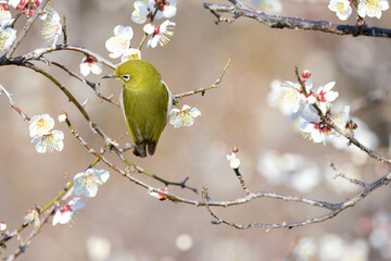 開花した梅の木の枝にとまるメジロ