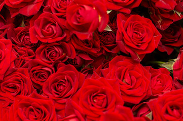 Close-up of many red roses on a black background. The concept of love. Texture of flowers