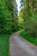 Empty footpath through the green spring forest.