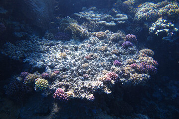 Fototapeta na wymiar Coral reef background. Underwater world. Deep nature. Scuba diving views. Sunlight under water. Exploring depth of ocean.
