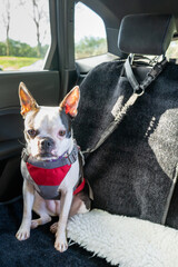 Boston Terrier dog sitting on the back seat of a car. She is wearing a harness and is hooked on safe. - 736562210
