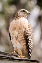 Red-shouldered hawk