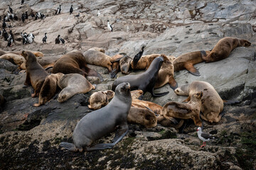 Manada de lobos marinos de una isla del canal de Beagle, en la Patagonia Argentina