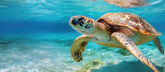 Fototapeta premium Hawksbill turtle in Pacific ocean near New Caledonia.