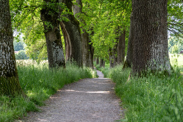 Alley of trees in Upper Bavaria, Germany