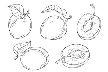 A set of sketches and coloring pages of summer plums and pieces of fruit.Vector graphics.