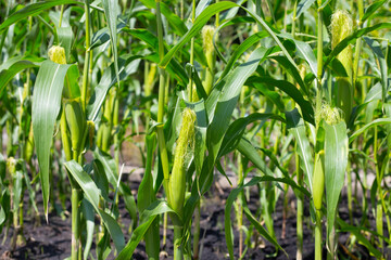 Baby corn fruit on tree. Corn field