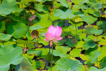 Pink lotus flower blooming in pond with green leaves. Lotus lake, beautiful nature background.